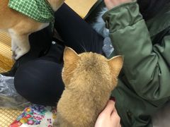 -柴迷FANS CLUB·柴犬狗咖·猫咖