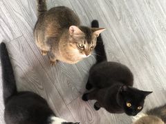 -喵屿·大理花园猫咖