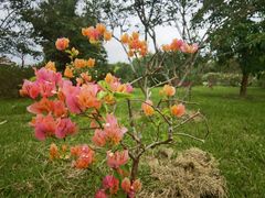 -中国科学院西双版纳热带植物园