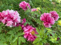 -洛阳郁金香牡丹园