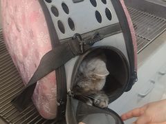 -A猫a狗全科·犬猫异宠·芥西宠物医院(南开总院)