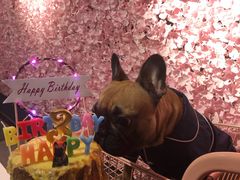 -百好乐宠物友好餐厅(朝外大街店)