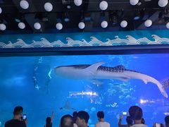 -烟台海昌鲸鲨海洋公园