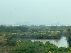 -大湾区中央湿地公园