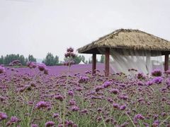 -紫颐香薰山谷景区