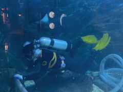 -烟台海昌鲸鲨海洋公园