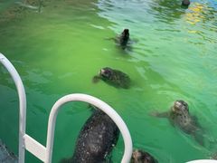 -北戴河圣蓝海洋公园