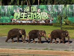 -深圳野生动物园