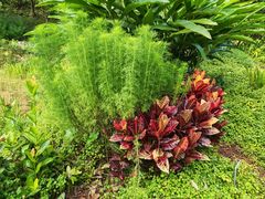 -云溪植物园