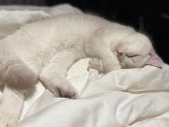 -飞行喵MR PILOT|猫舍·猫咖(静安大融城店)