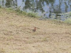 -大理洱海