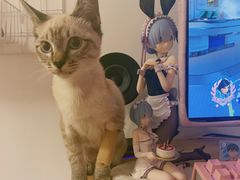 -喜多萌中农锦绣动物医院24H·猫科·牙科MRI·CT