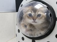 -纳吉亚猫专科动物诊疗中心(蒋宅口分院)