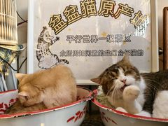 -平行世界·猫咖(首经贸店)