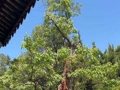 -苏州文庙(姑苏区)