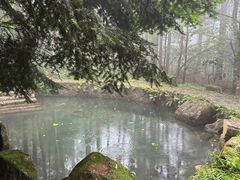 -天目山大树王景区
