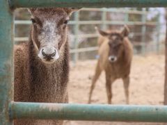 -青藏高原野生动物园