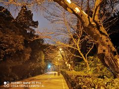 -武汉大学-樱园