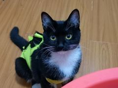 -伟伟宠物医院·瑞派猫友好医院·猫科(光谷店)