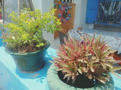 -花乐餐厅(涠洲岛店)