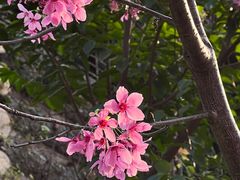 -狐尾山公园