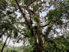-中国科学院西双版纳热带植物园