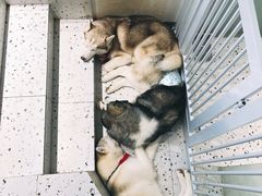 -Husky Go!哈士奇体验馆·宠物咖啡厅狗咖