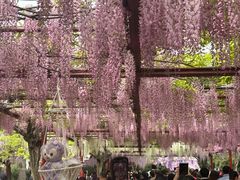 -嘉定紫藤园