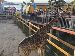 -西霞口神雕山野生动物世界