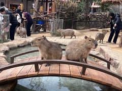-郑州银基国际旅游度假区
