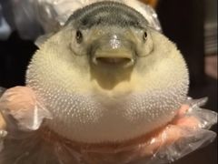 -肆月河豚·淮扬菜·湘菜(华天店)