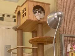 -猫大福·Fortune Cat猫舍(百子湾店)