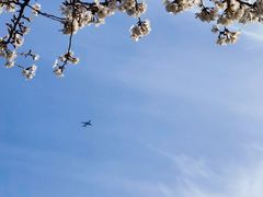 -高东镇樱花园