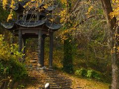 -千年银杏谷文化旅游区