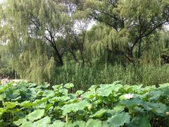 -紫竹院公园冰场