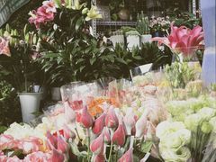 -桂林市花鸟市场