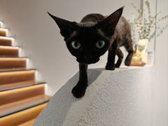 -琪喵猫屋·撸猫猫咖·猫舍
