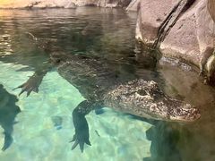 -上海海洋水族馆