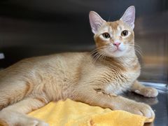 -创凡宠物医院·骨专科  猫科中心(西乡分院)
