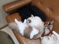 -藏猫猫咖啡主题馆(中央大道店)