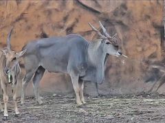 -清迈夜间动物园