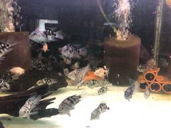 -秦美花卉(天朗·莱茵小城2期店)