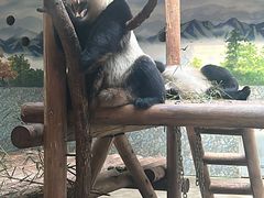 -西安秦岭野生动物园