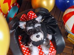 -超宠爱宠物摄影-Super pet