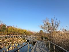 -昆山城市生态森林公园