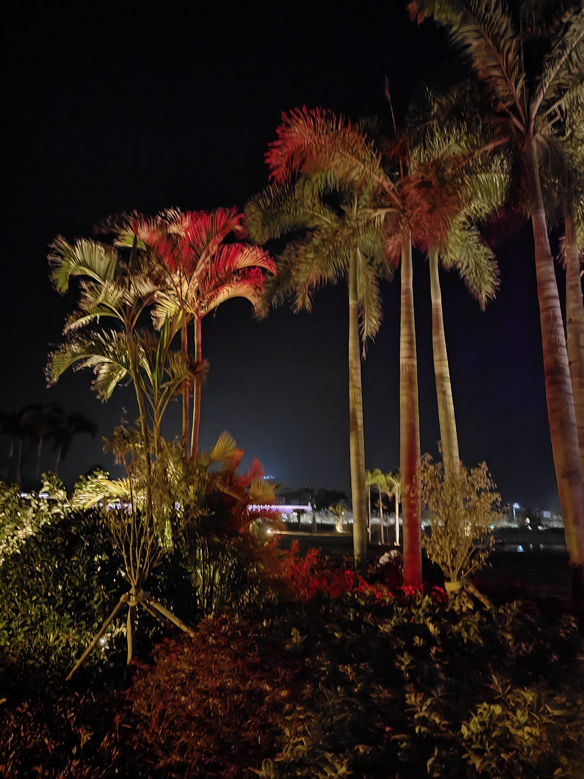 椰子与夜晚,海丝首港夜游