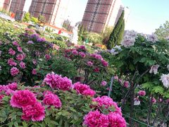 -曹州百花园