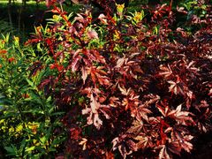 -国家植物园南园