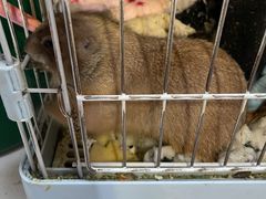 -猫色咖啡·猫咖