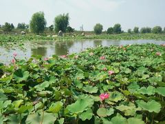 -羊亭河湿地公园